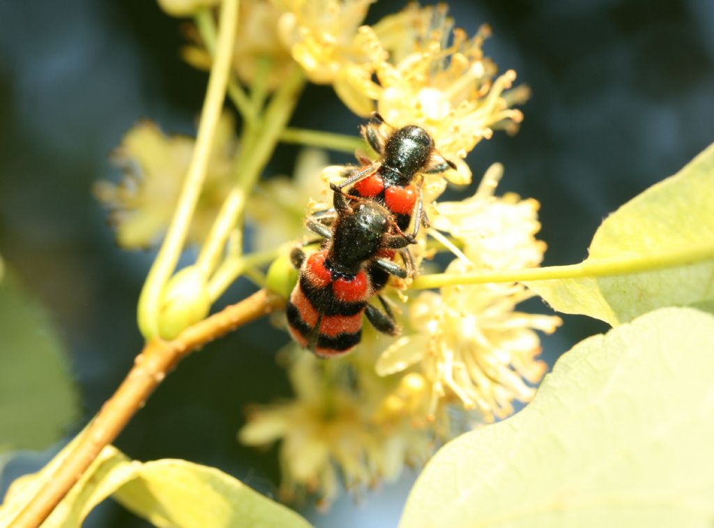 Coppia di Trichodes apiarius, Cleridae.